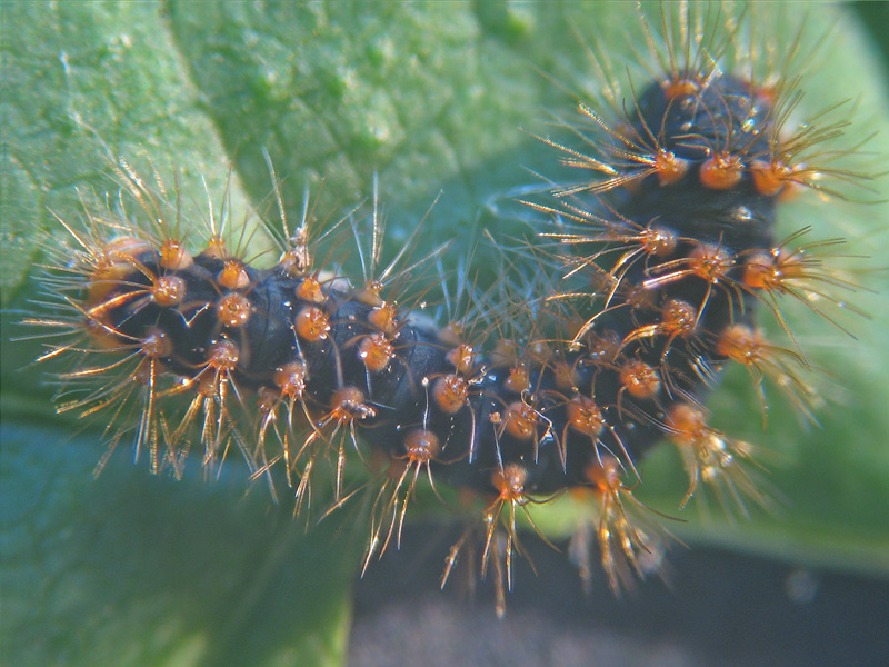 Saturnia pyri